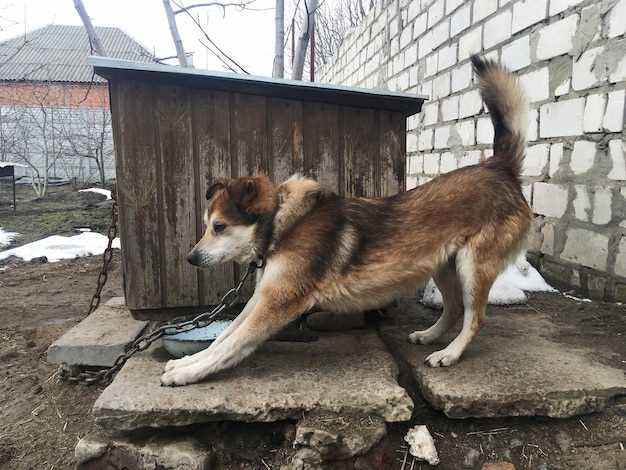 Какой инкубационный период у бешенства